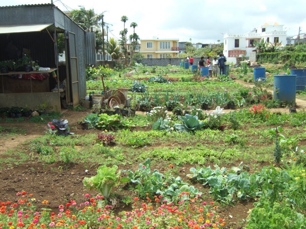 Potagers à l'Île Maurice