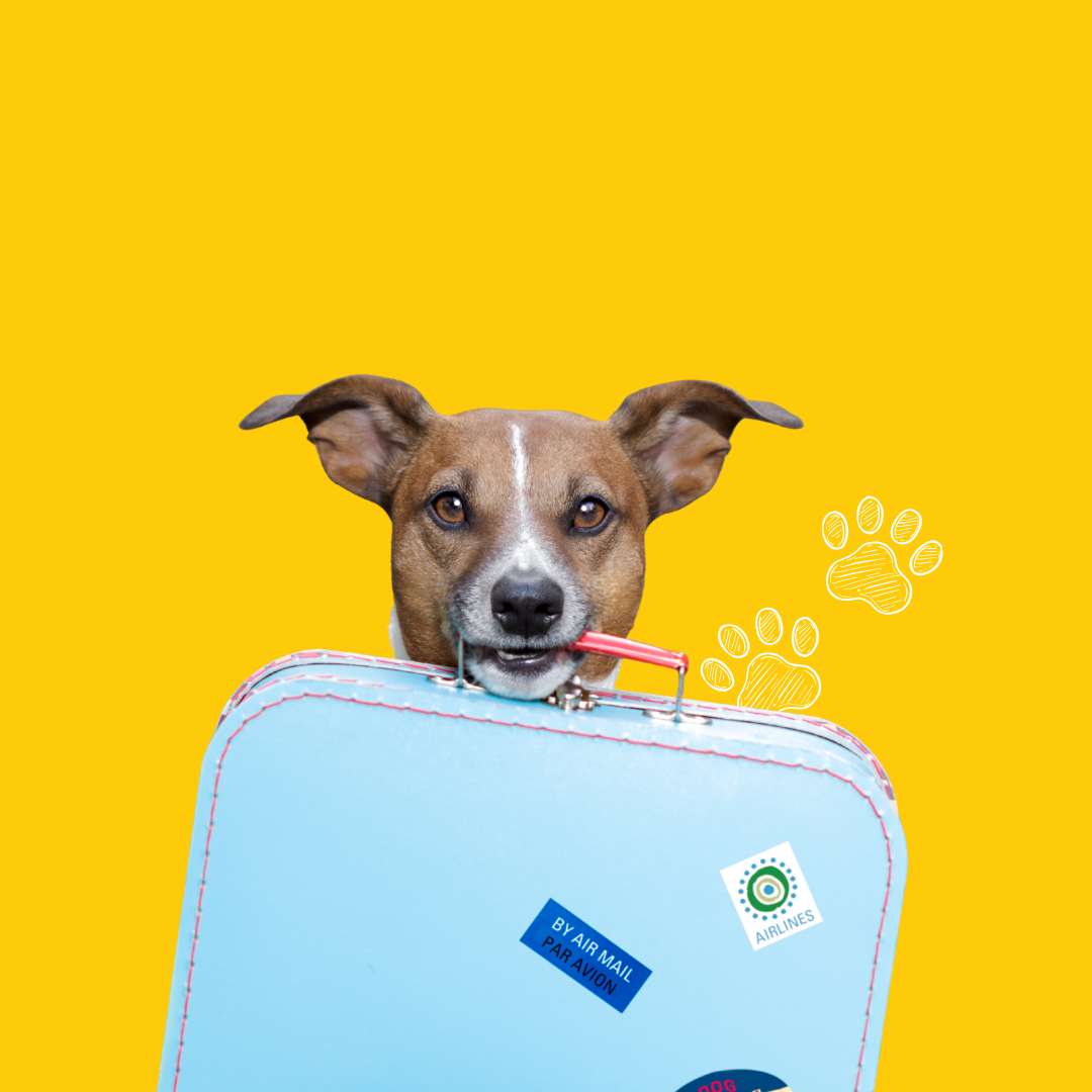 comment faire voyager mes animaux 