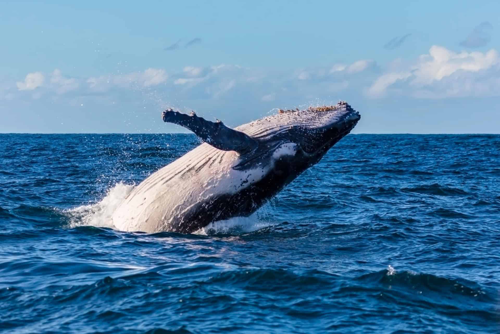 Observation responsable de dauphins dans les eaux turquoise de l’île Maurice