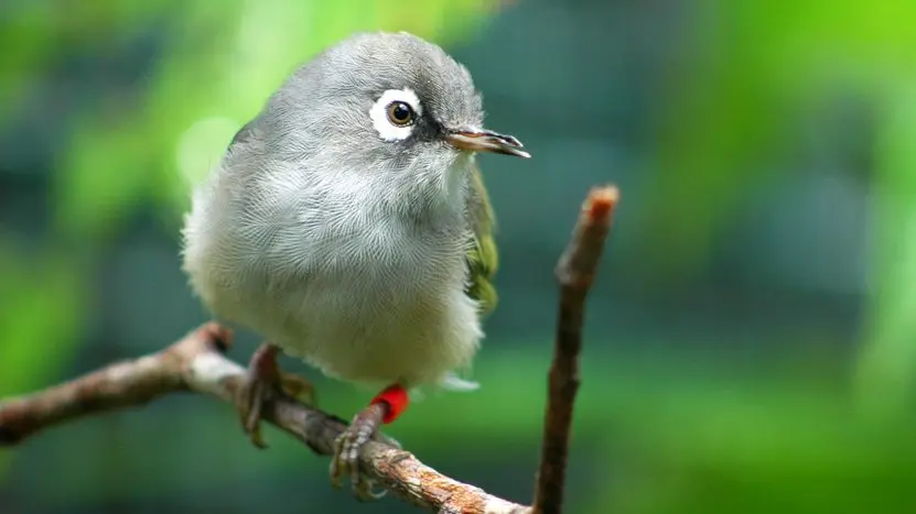 Oiseau endémique de l'île Maurice dans son habitat naturel